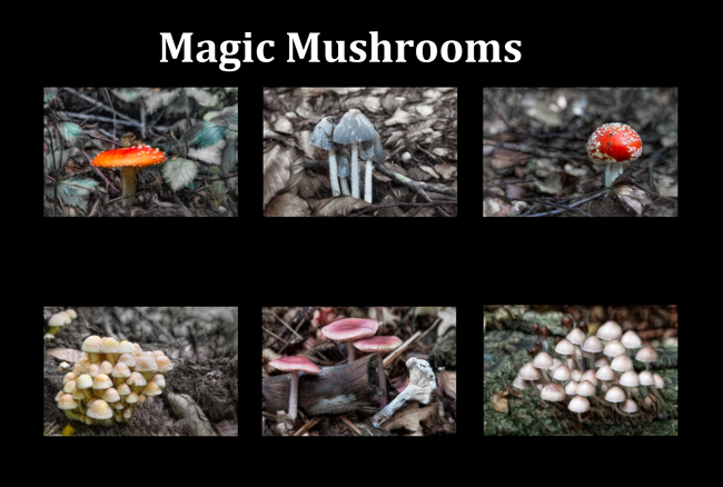 Magic Mushrooms  00  IDN0262101-GRB